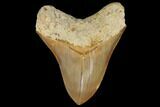 Serrated, Fossil Megalodon Tooth - Indonesia #149260-1